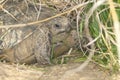 Spur-thighed turtle / Testudo graeca iber