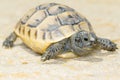 Spur-thighed turtle / Testudo graeca ibera Royalty Free Stock Photo