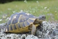 Spur thighed turtle (Testudo graeca) Royalty Free Stock Photo