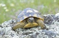 Spur thighed turtle (Testudo graeca)