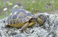 Spur thighed turtle (Testudo graeca)