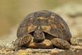 Spur thighed turtle (Testudo graeca)