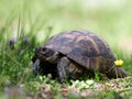 Spur thighed turtle & x28;Testudo graeca& x29; in natural habitat Royalty Free Stock Photo