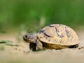 Spur thighed turtle & x28;Testudo graeca& x29; in natural habitat Royalty Free Stock Photo
