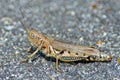 Spur-Throated Grasshopper Royalty Free Stock Photo