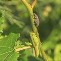 A spur throated grasshopper and vine weevil sitting on a plant stem