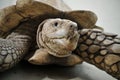 Spur tortoise Royalty Free Stock Photo