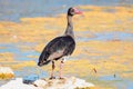 Spur-winged Goose