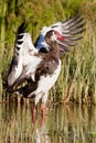 Spur-winged Goose