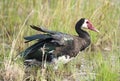 Spur winged goose