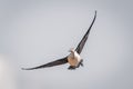 Spur-winged goose flies across clear blue sky