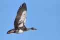 Spur-winged Goose flying