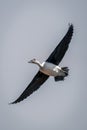 Spur-winged goose glides stretching wings in sunshine Royalty Free Stock Photo