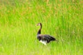 Spur-winged goose, Plectropterus gambensis, big black African bird with red bill sitting in green water grass. Wildlife scene from