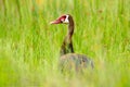 Spur-winged goose, Plectropterus gambensis, big black African bird with red bill sitting on the tree trunk. Animal in the habitat,