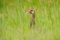 Spur-winged goose, Plectropterus gambensis, big black African bird with red bill sitting on the tree trunk. Animal in the habitat,