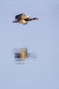 Spur-winged Goose Plectropterus gambensis