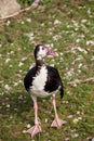 Spur-winged Goose, Plectropterus gambensis