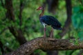 Spur-winged goose, Plectropterus gambensis, on the tree branch trunk in the green African forest. Big red blue duck in the nature