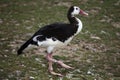 Spur-winged goose (Plectropterus gambensis).