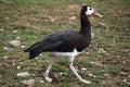 Spur-winged goose (Plectropterus gambensis).