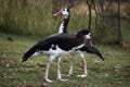 Spur-winged goose (Plectropterus gambensis).