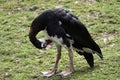 Spur-winged goose, plectropterus gambiensis, cleans feathers