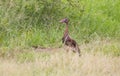 Spur-winged goose & x28;Plectropterus gambensis& x29; is found in wetlands all over Sub-Saharan Africa.