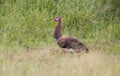 Spur-winged goose (Plectropterus gambensis) i