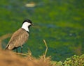 The Spur-winged Lapwing Royalty Free Stock Photo