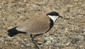 Spur winged Lapwing Royalty Free Stock Photo