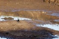 Spur-winged lapwing with chick near puddle of water Royalty Free Stock Photo