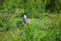 Spur-winged lapwing on the grass, Naivasha, Kenya Royalty Free Stock Photo