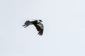 Spur-winged Lapwing in mid flight Royalty Free Stock Photo