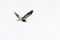 Spur-winged Lapwing in mid flight Royalty Free Stock Photo