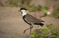 Spur-winged lapwing Royalty Free Stock Photo