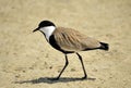 Spur-winged lapwing Royalty Free Stock Photo