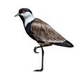 Spur-winged lapwing, spur-winged plover Vanellus spinosus Royalty Free Stock Photo