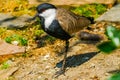 Spur-winged Lapwing Plover Royalty Free Stock Photo