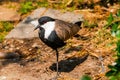 Spur-winged Lapwing Plover Royalty Free Stock Photo