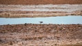 Spur-winged lapwing, spur-winged plover, Vanellus spinosus, a lapwing species. Bird watching in Israel, Eilat Royalty Free Stock Photo