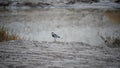 Spur-winged lapwing, spur-winged plover, Vanellus spinosus, a lapwing species. Spring landscape with a bird on the lake in grey. Royalty Free Stock Photo