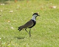 Spur winged lapwing stood on grass in garden Royalty Free Stock Photo