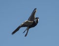 Spur-winged lapwing wild bird in flight Royalty Free Stock Photo