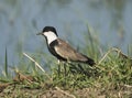 Night heron stood in reeds of river marshland Royalty Free Stock Photo