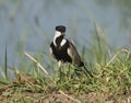 Night heron stood in reeds of river marshland Royalty Free Stock Photo