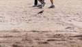 Spur-winged lapwing on the sandy beach Israel