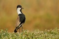 Spur-winged lapwing is standing tall to look for predators
