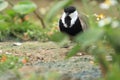 Spur-winged lapwing Royalty Free Stock Photo