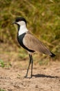 Spur-winged lapwing stands in sunshine casting shadow